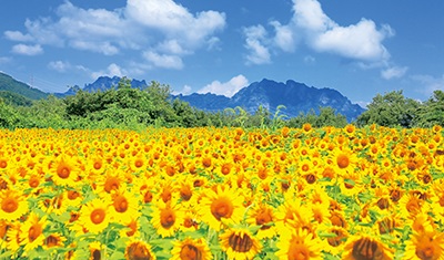 未来に残したい東日本の風景2025ページへの画像リンク