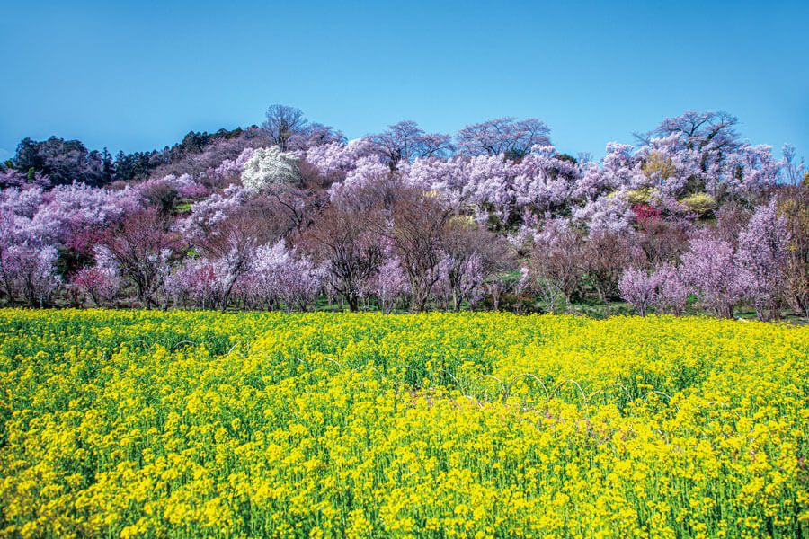 3月の風景《福島県》爛漫と花々が咲き競う色彩豊かなコントラスト福島の桃源郷、花見山ページへの画像リンク