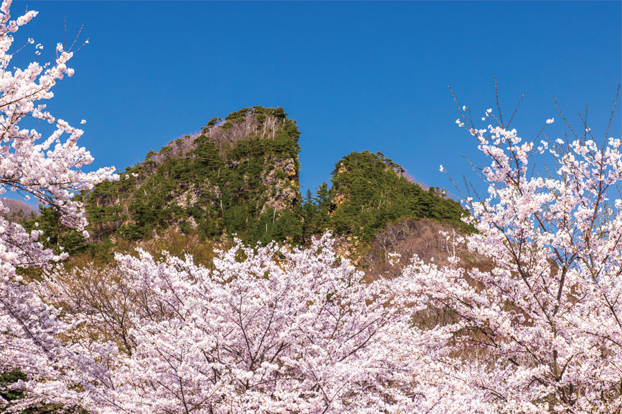 4月の風景《新潟県》淡い桜の花と対を成す壮大な採掘跡の奇景佐渡金山、道遊の割戸ページへの画像リンク