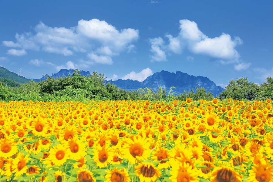 8月の風景《群馬県》青空に咲き誇る太陽の花爽やかな夏の風物詩丹生のひまわり畑ページへの画像リンク