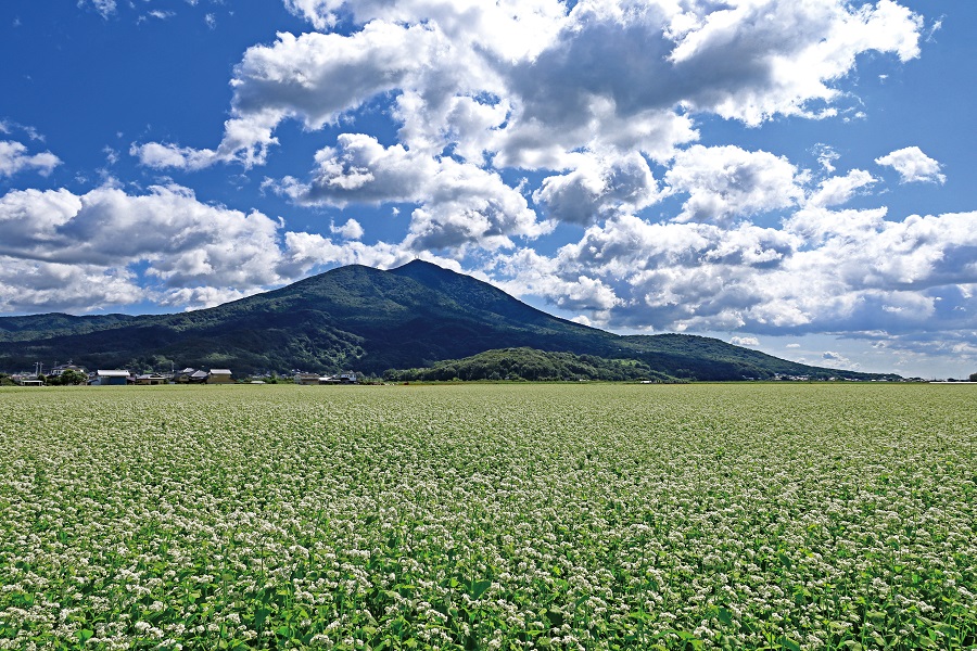 9月の風景《茨城県》神聖な双耳峰を背に一面を彩る白いそばの花常陸秋そば畑と筑波山ページへの画像リンク